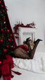 LILIOSA CHRISTMAS - Lace Tights